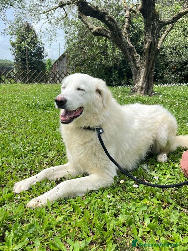 Meticcio cani TIMOTHY SEGNI PARTICOLARI BELLISSIMO, IN ADOZIONE - Annuncio 2