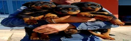 Rottweiler cani in vendita: Cuccioli Rottweiler  - Annuncio 4
