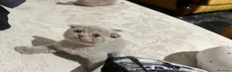 British gatti in vendita: gattini Scottish Fold e British Shorthair - Annuncio 12