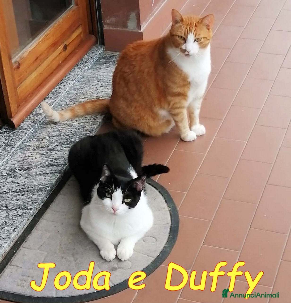 Europeo gatti 𝐒𝐀𝐋𝐕𝐈𝐀𝐌𝐎 𝐉𝐎𝐃𝐀 𝐄 𝐃𝐔𝐅𝐅𝐘   - Annuncio 9