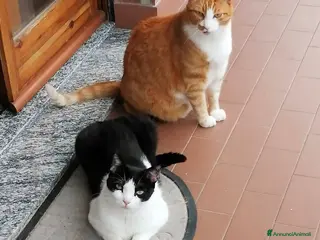 Europeo gatti 𝐒𝐀𝐋𝐕𝐈𝐀𝐌𝐎 𝐉𝐎𝐃𝐀 𝐄 𝐃𝐔𝐅𝐅𝐘 - Annuncio 10