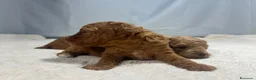 Barboncino Toy cani in vendita: Cuccioli barboncino toy rosso - Annuncio 18