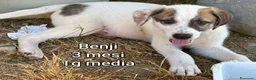 Meticcio cani in regalo: CUCCIOLI IN CERCA D'AMORE  a Provincia di Prato - Annuncio 9