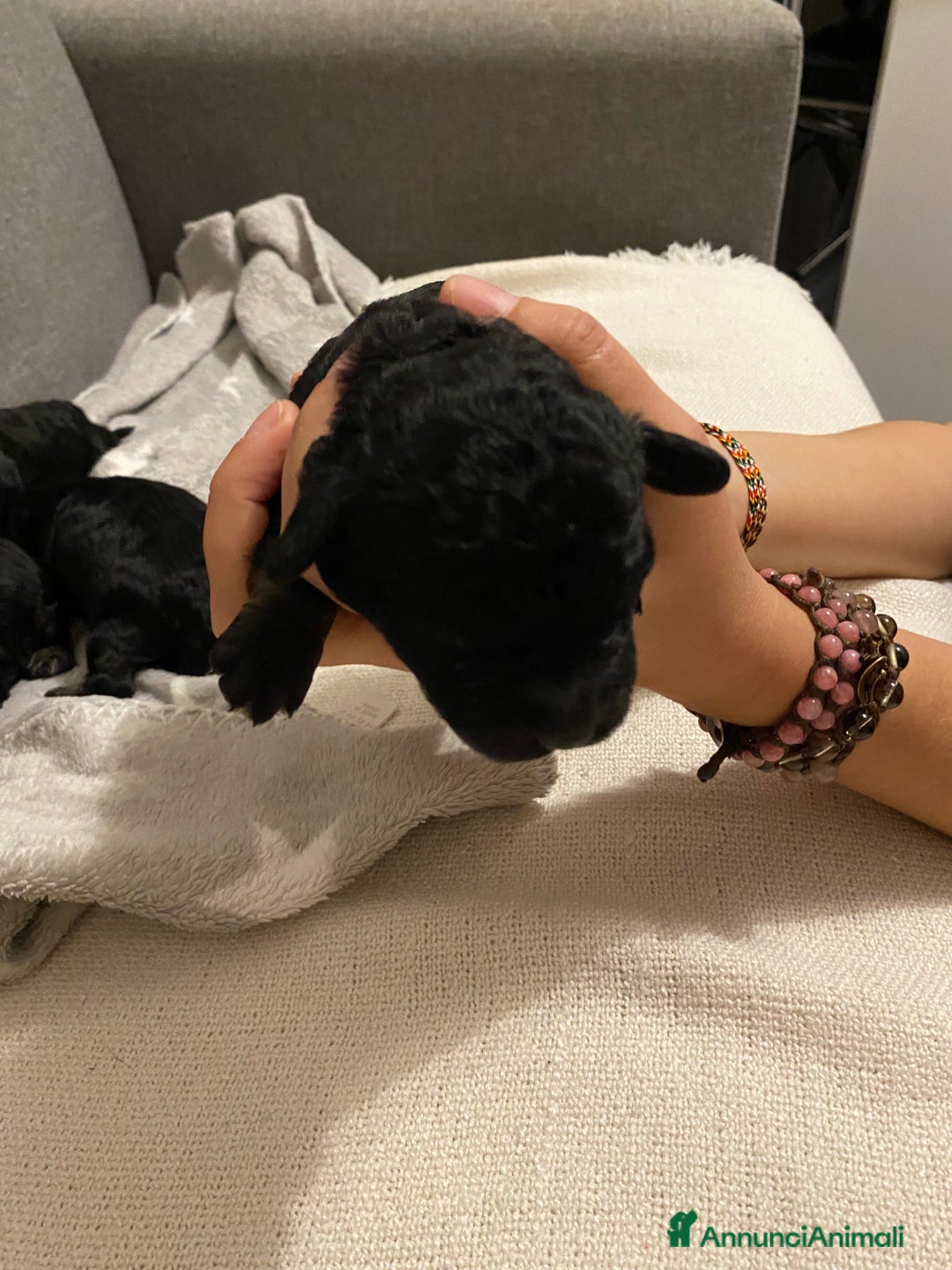 Barboncino cani in vendita: Cuccioli di barboncino  - Annuncio 16