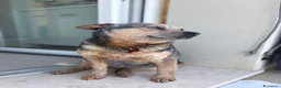 Australian Cattledog cani in vendita: Splendidi cuccioli di Australian Cattle Dog  a Provincia di Rimini - Annuncio 2