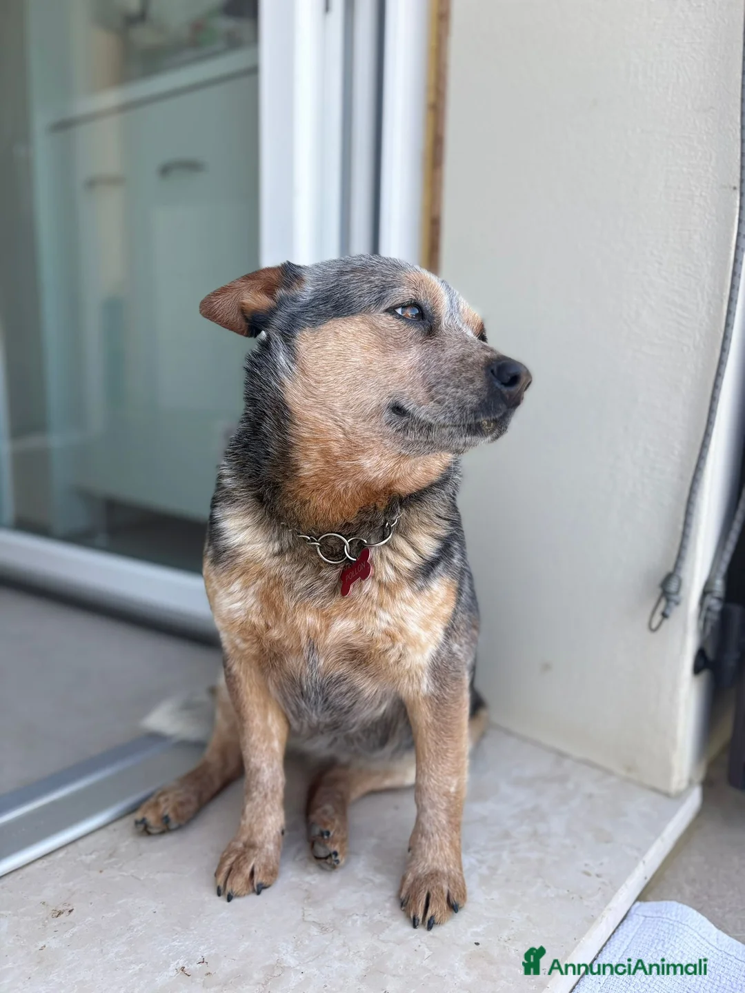 Australian Cattledog cani in vendita: Splendidi cuccioli di Australian Cattle Dog  a Provincia di Rimini - Annuncio 2
