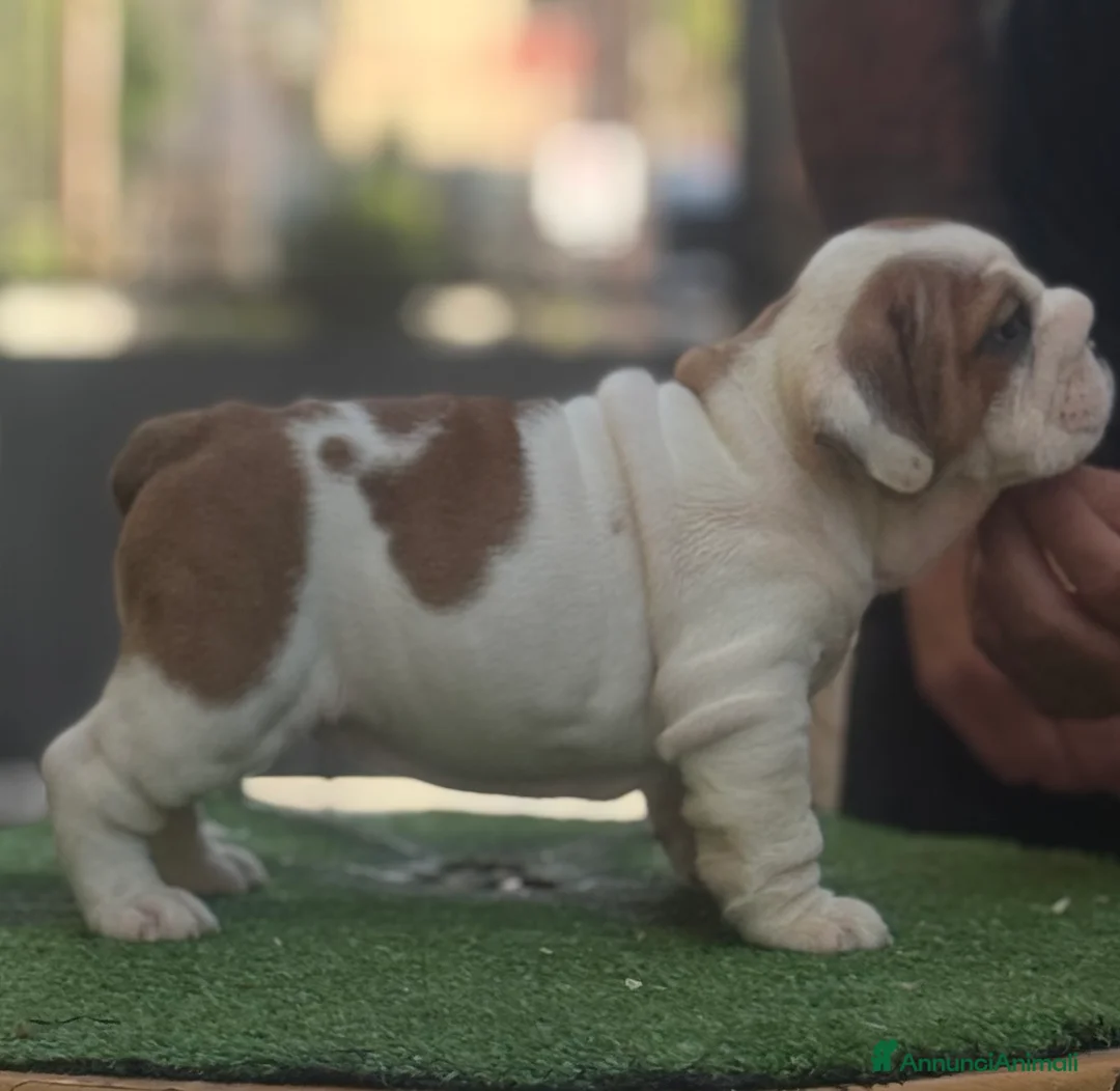 Bulldog cani in vendita: Cucciola Bulldog inglese  - Annuncio 7