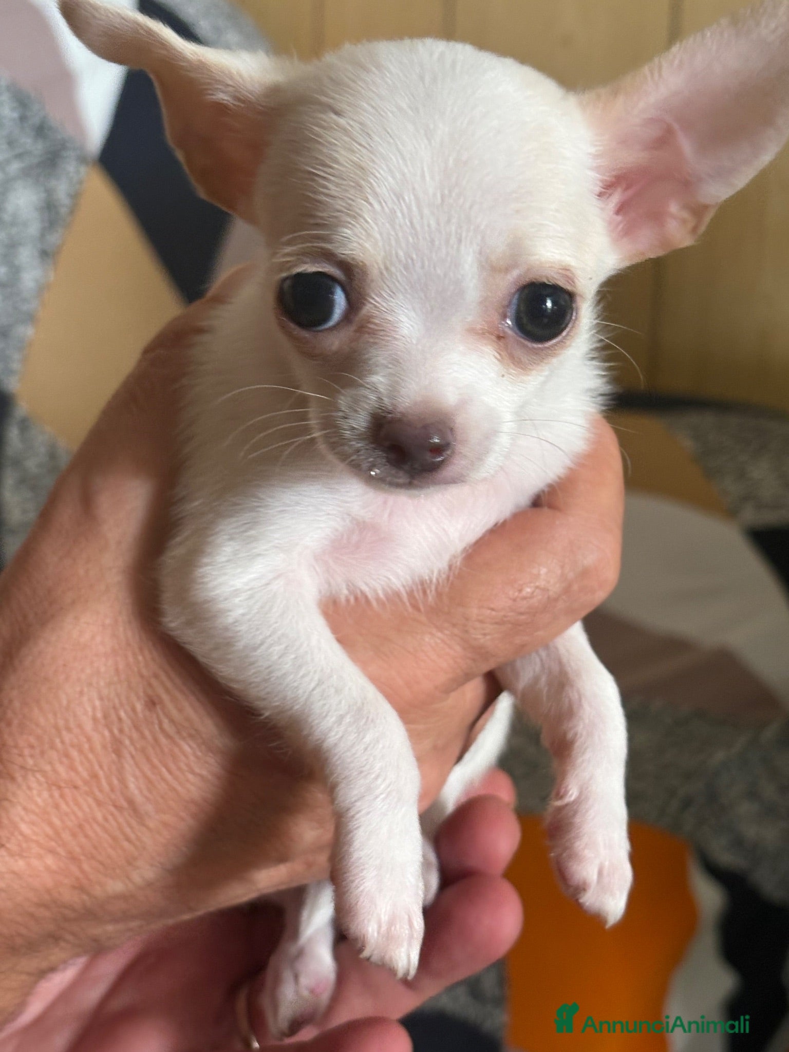 Chihuahua cani Cucciolo chihuahua  - Annuncio 2