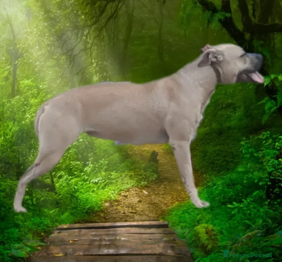 Pitbull cani in regalo: Pitbull femmina  - Annuncio 2