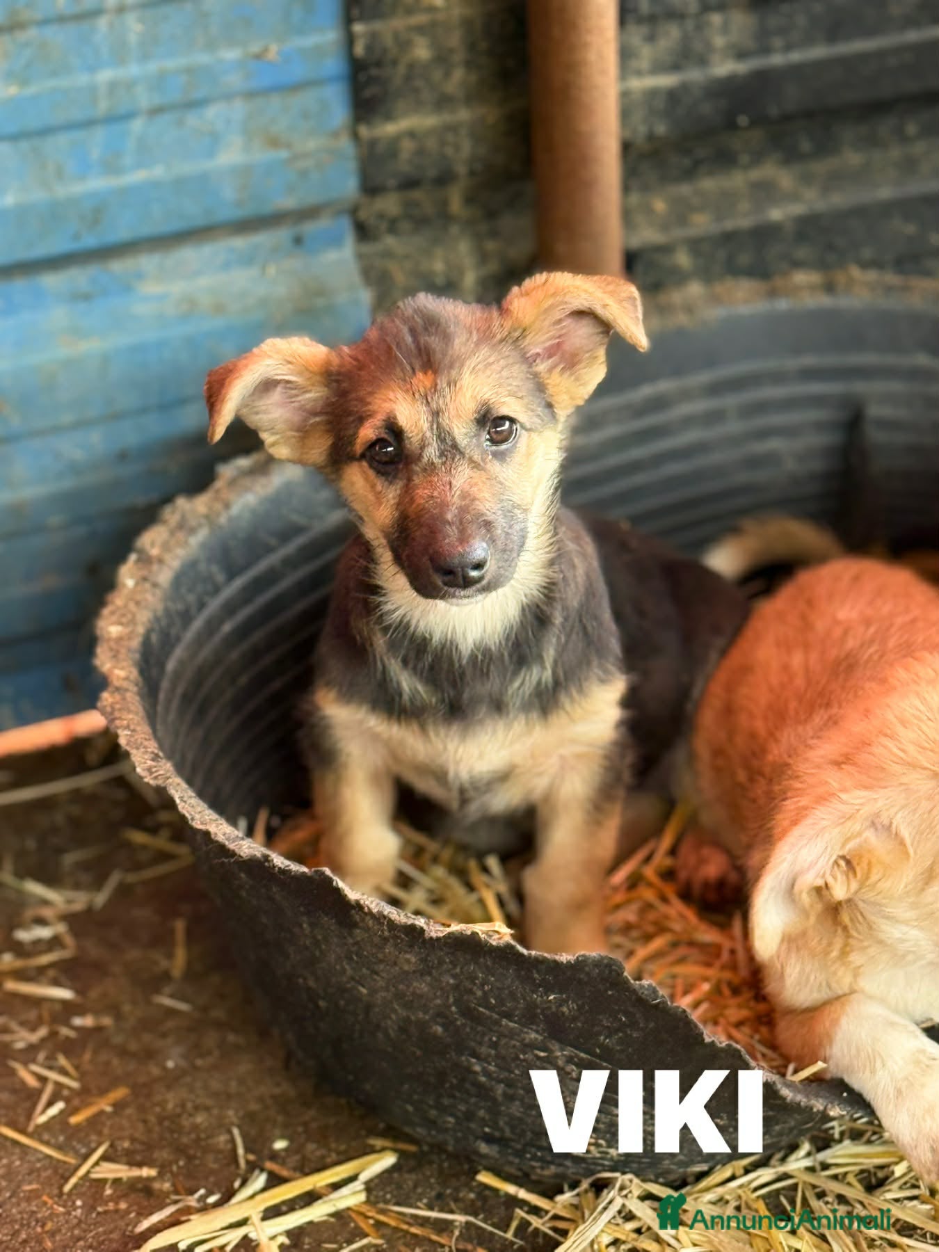 Meticcio cani in regalo: VIKY, buffa cucciola ZAMPACORTA! TG MEDIO PICCOLA - Annuncio 5