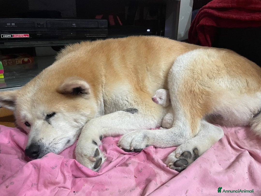 Akita Inu cani in vendita: 🌸 Hime Sakura cerca una famiglia 🌸 a Città Metropolitana di Torino - Immagine 12