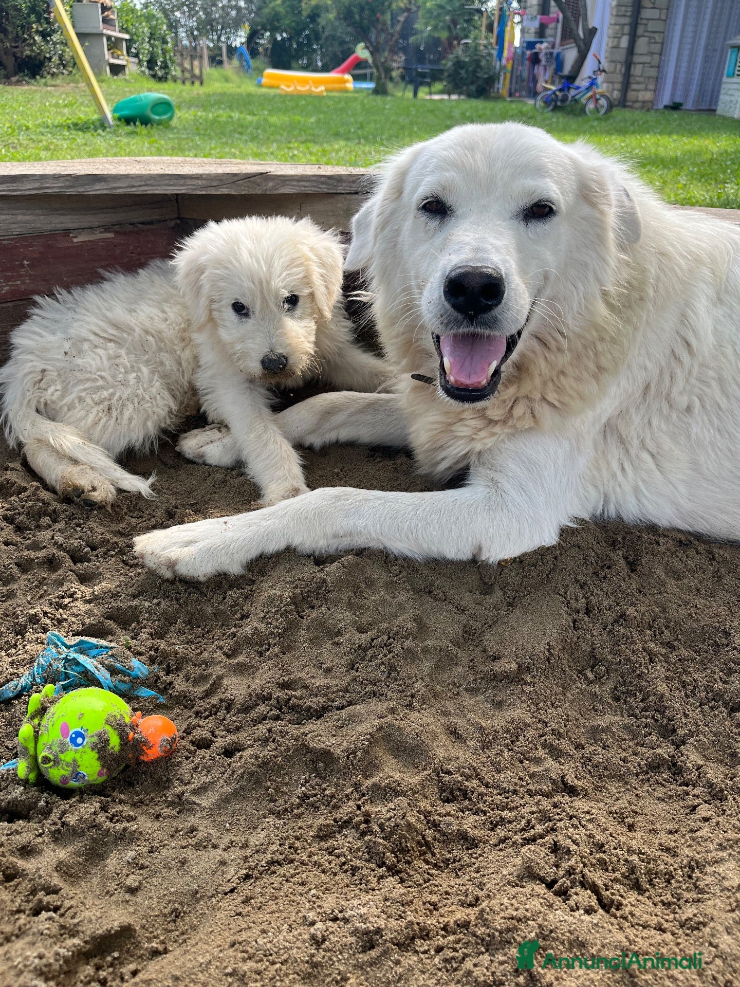 Meticcio cani Due cuccioli incrocio pastore cercano casa - Annuncio 25