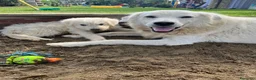 Meticcio cani in regalo: Due cuccioli incrocio pastore cercano casa a Provincia di Bergamo - Annuncio 1