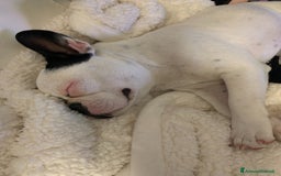 Bulldog Francese cani in vendita: Cucciolo Bulldog Francese da Allevamento Italiano  - Immagine 12