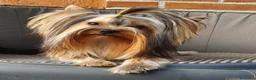 Yorkshire cani in vendita: Maschietto di Yorkshire Terrier  - Annuncio 2