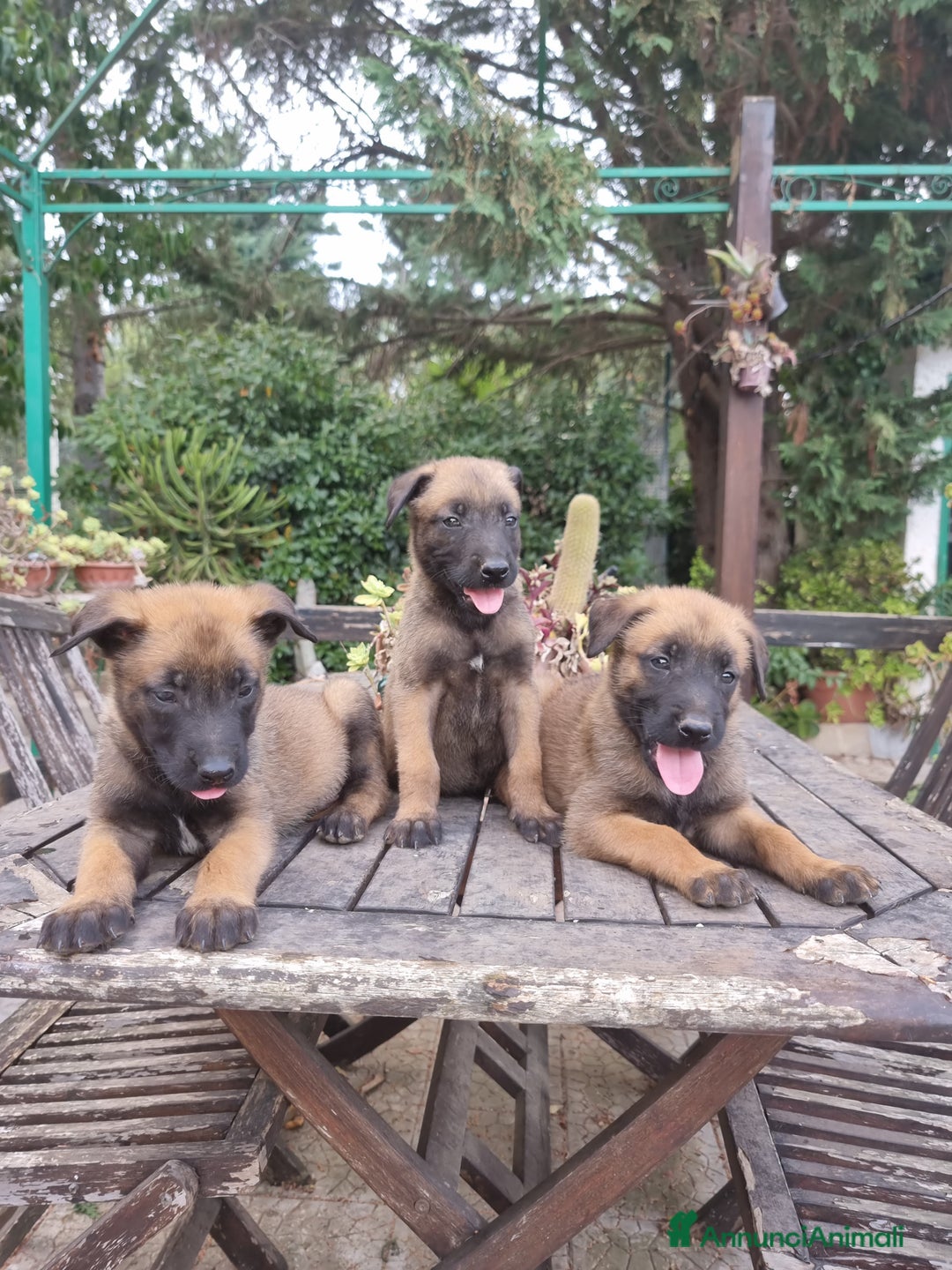 Pastore Belga cani in vendita: Pastore Belga Malinois Bari Lecce Taranto Foggia a Città Metropolitana di Bari - Annuncio 5