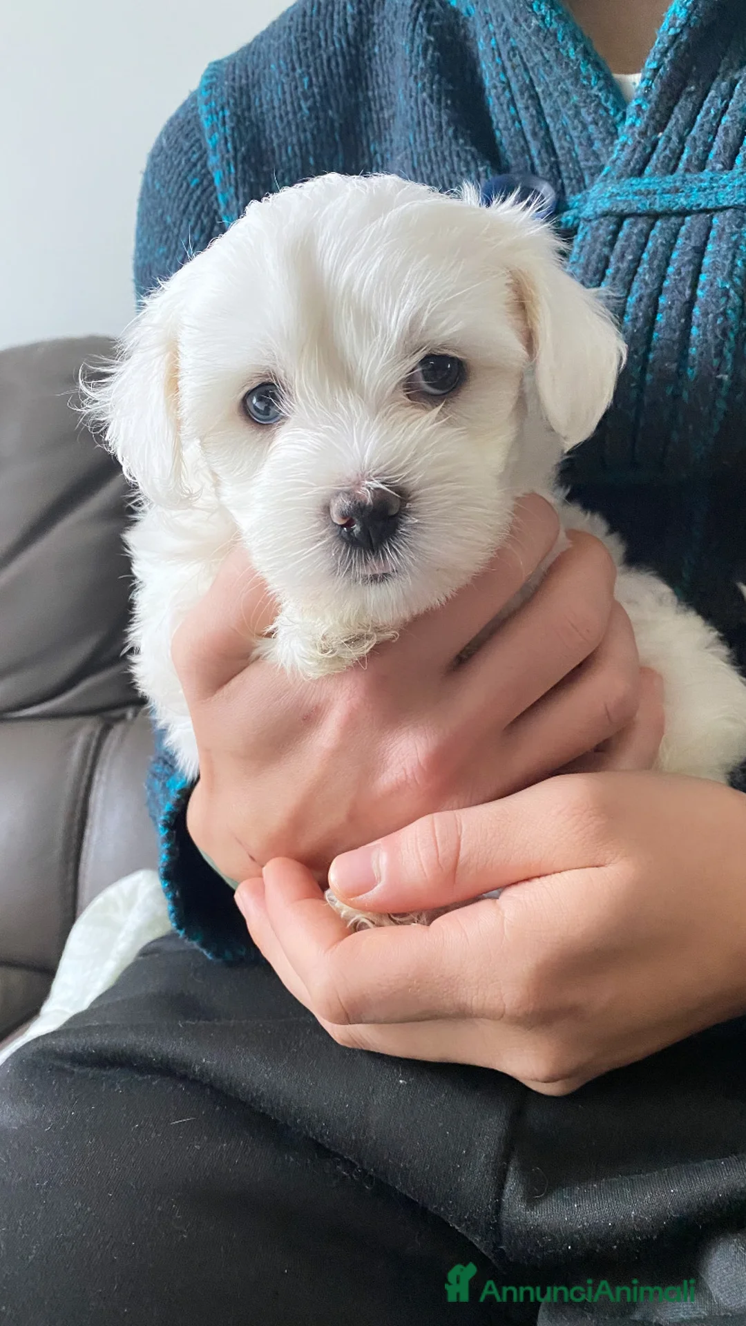 Maltese cani in vendita: Cuccioli di maltese - Annuncio 7