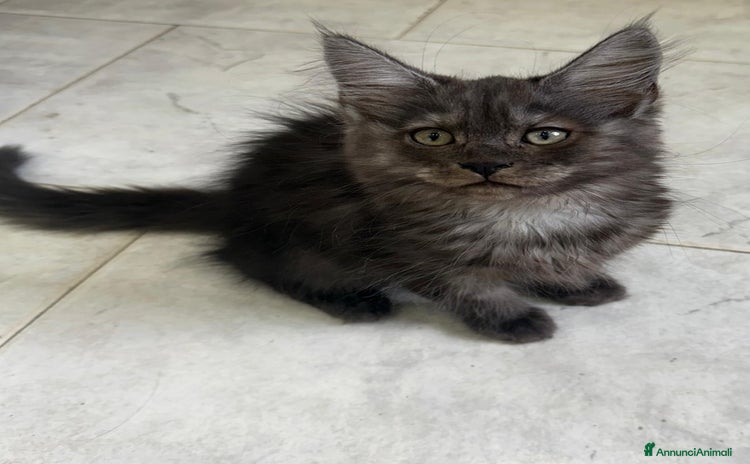 Maine Coon gatti a Provincia di Novara - Annuncio 13