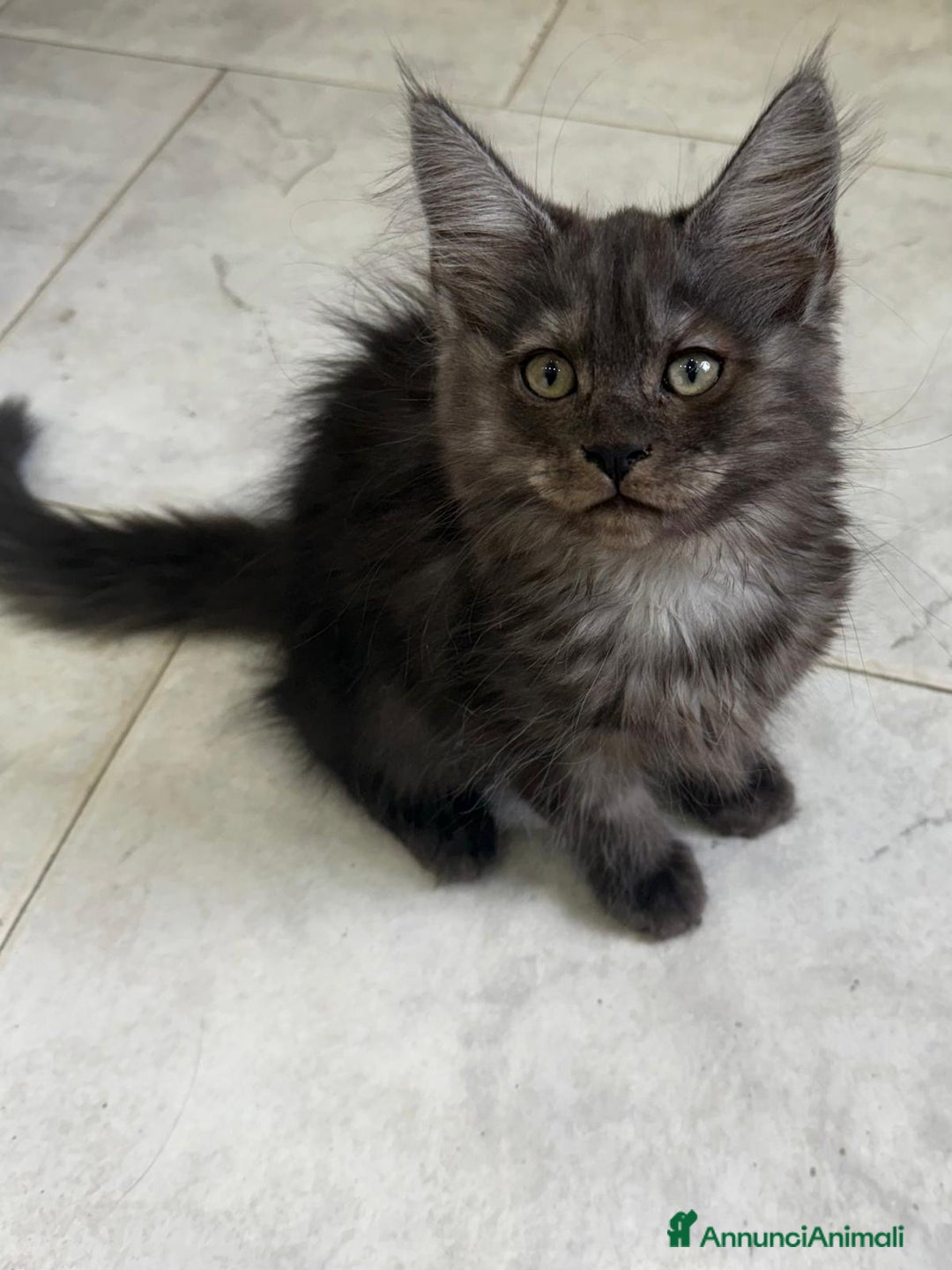 Maine Coon gatti in vendita: Maine Coon  a Provincia di Novara - Immagine 1