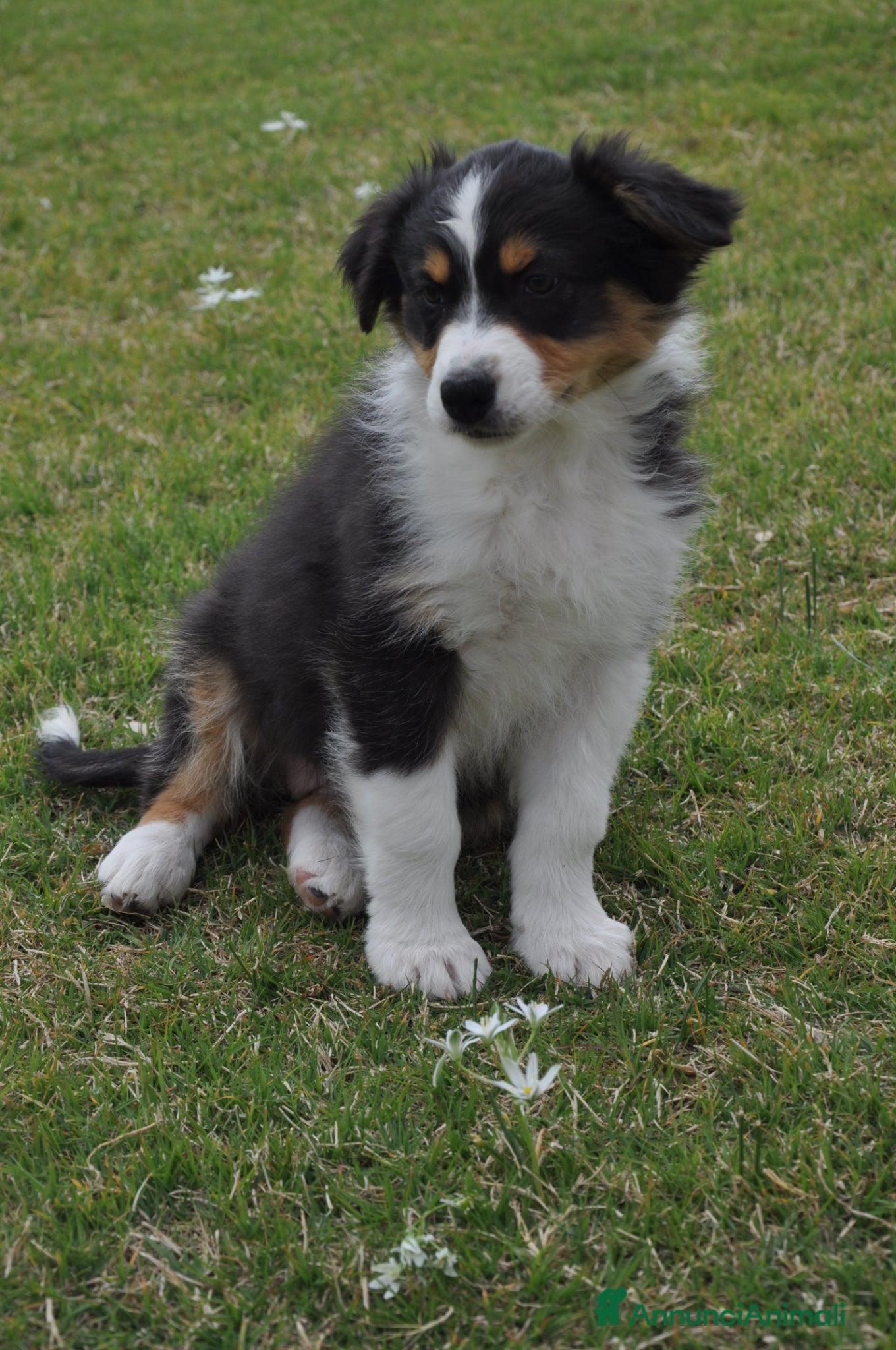 Australian Shepherd cani Cucciola Australian Shepherd - Annuncio 2