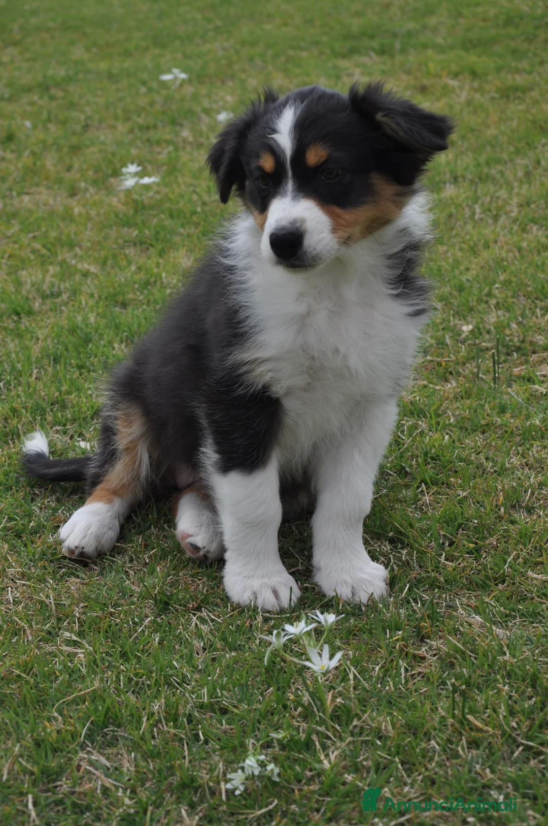 Australian Shepherd cani in vendita: Cucciola Australian Shepherd - Annuncio 1