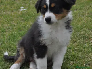 Australian Shepherd cani Cucciola Australian Shepherd - Annuncio 2