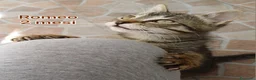 Europeo gatti in regalo: GATTINI ABBANDONATI: URGENTE  a Città Metropolitana di Torino - Annuncio 9