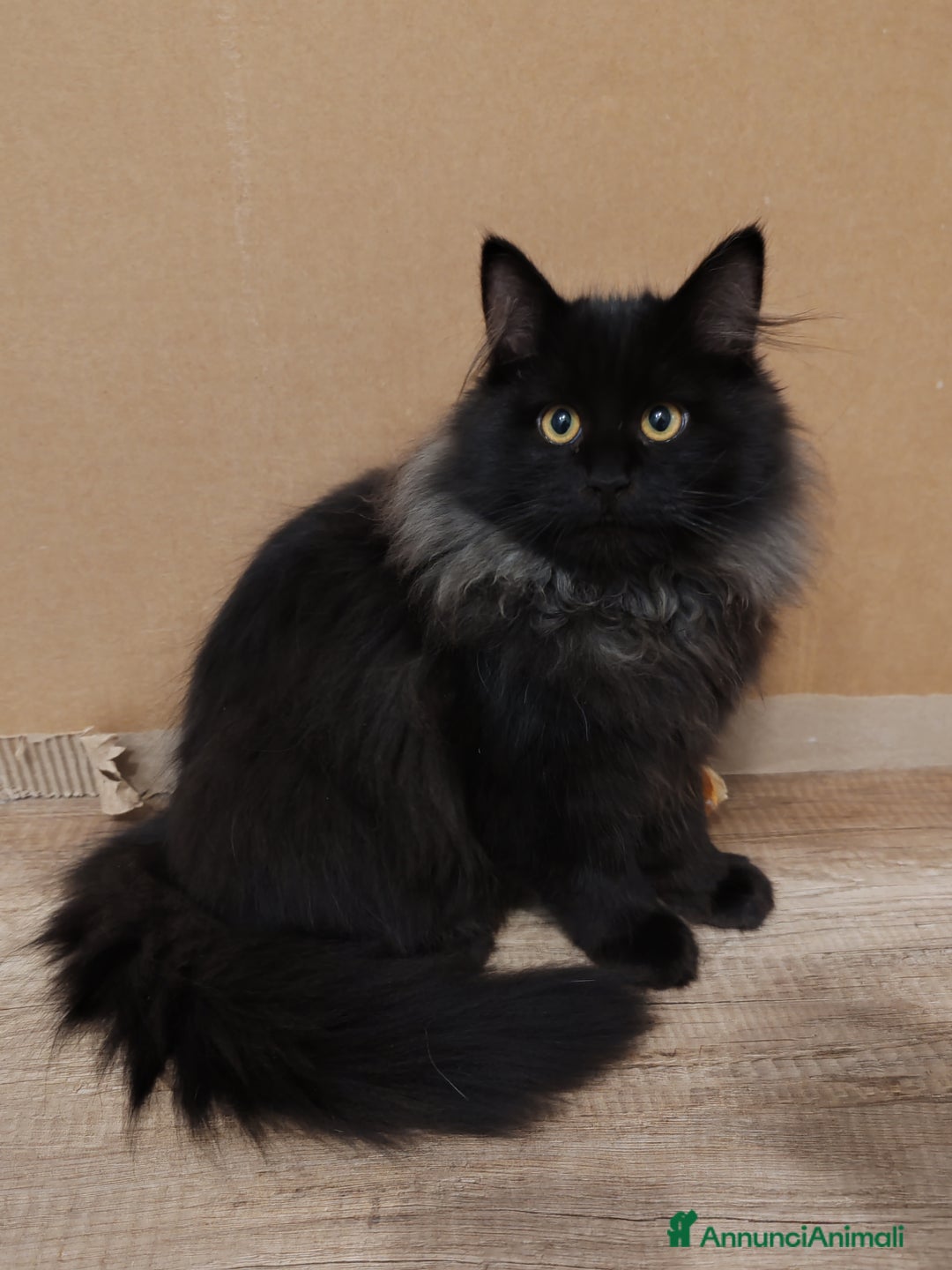 Siberiano gatti in vendita: Gattini Siberiani ipoallergenici  - Annuncio 3