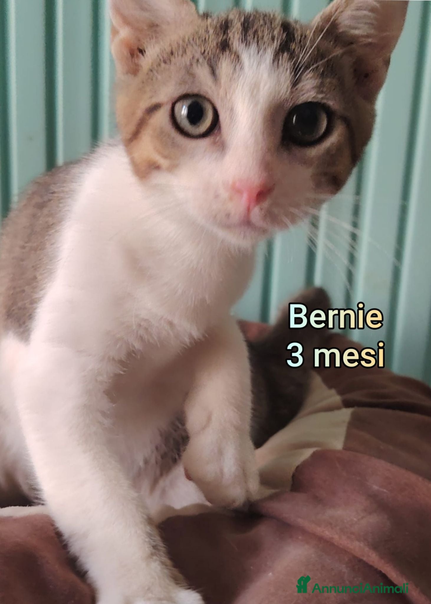 Europeo gatti GATTINI BISOGNOSI IN CERCA D'AMORE  - Annuncio 7