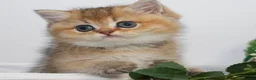 British gatti in vendita: Dolcissimi cuccioli di british shorthair golden - Annuncio 3