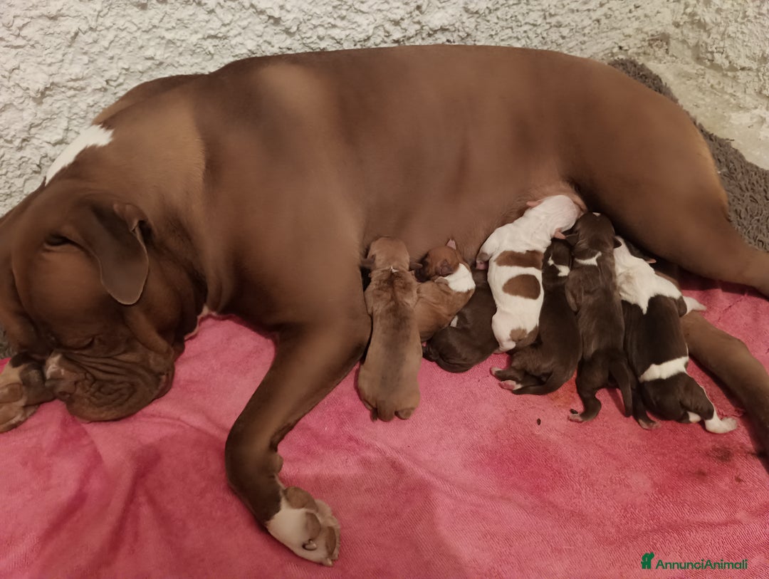 Bulldog cani in vendita: Cuccioli American Bulldog  - Annuncio 7