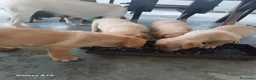 Labrador cani in vendita: Vendesi cuccioli Labrador  a Città metropolitana di Roma Capitale - Annuncio 7