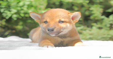 Shiba Inu cani a Provincia di Pavia - Annuncio 12