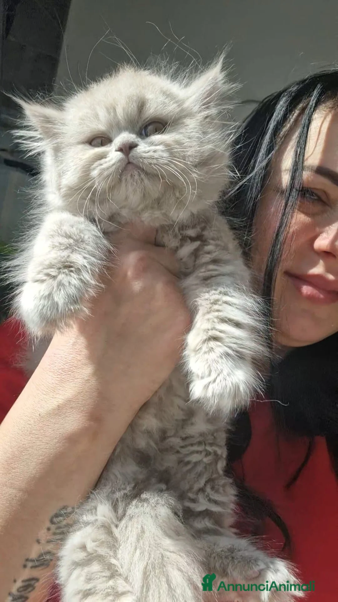 Scottish gatti in vendita: Scottish Highland  - Annuncio 2