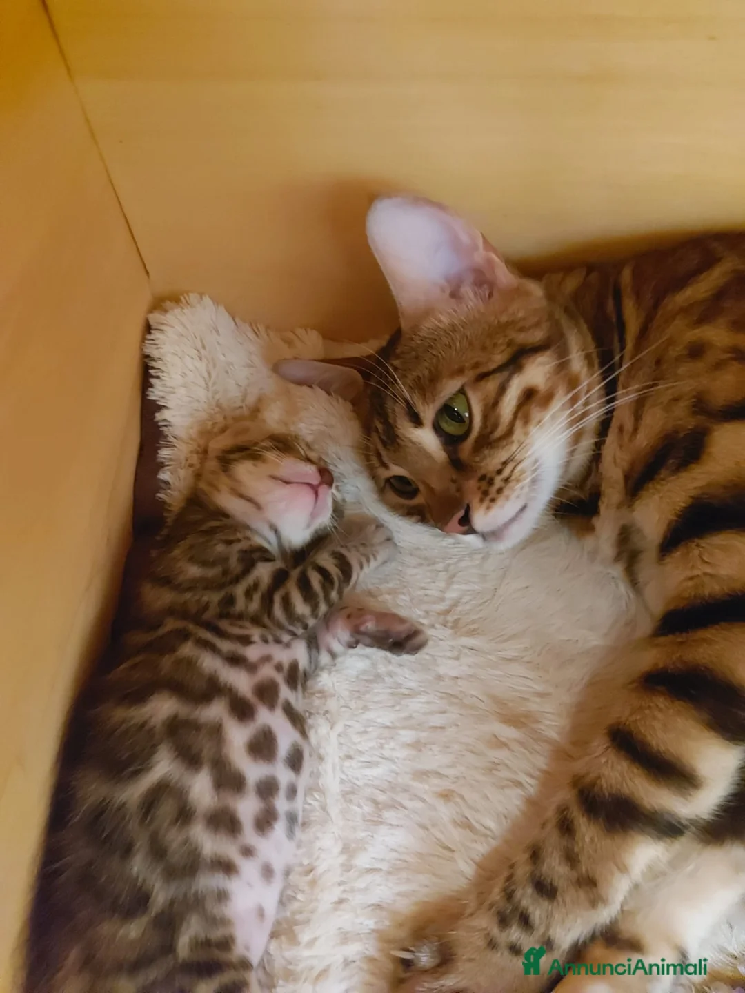 Immagine della galleria {{count}}