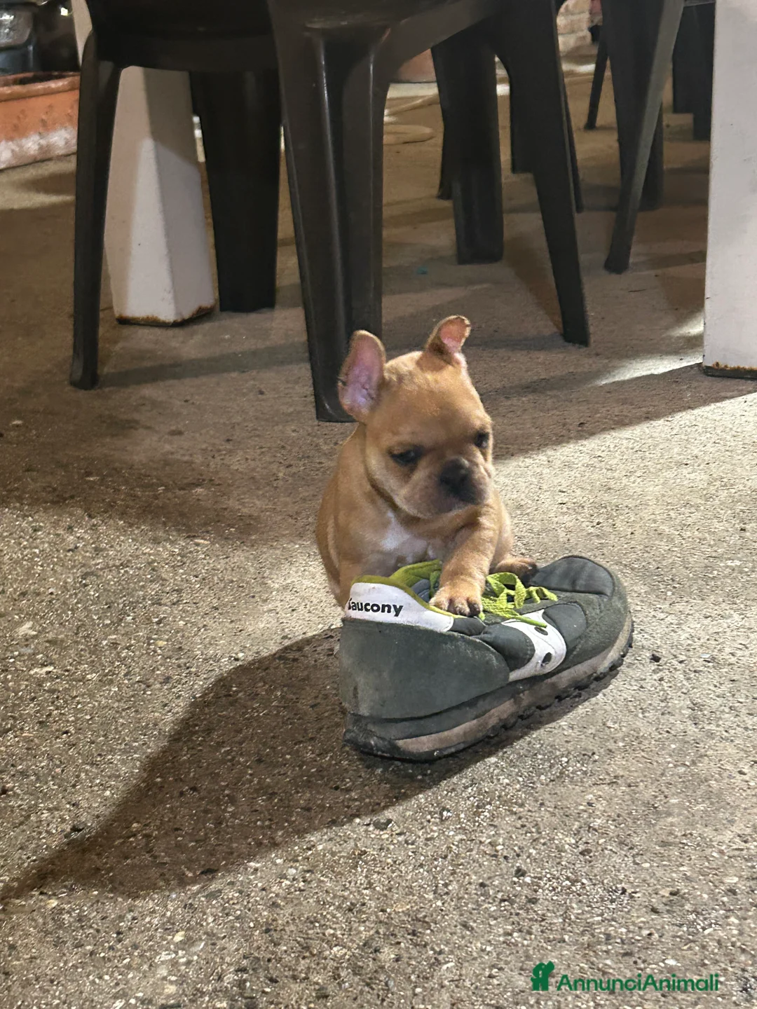 Bulldog Francese cani in vendita: Bulldog francese  - Annuncio 7