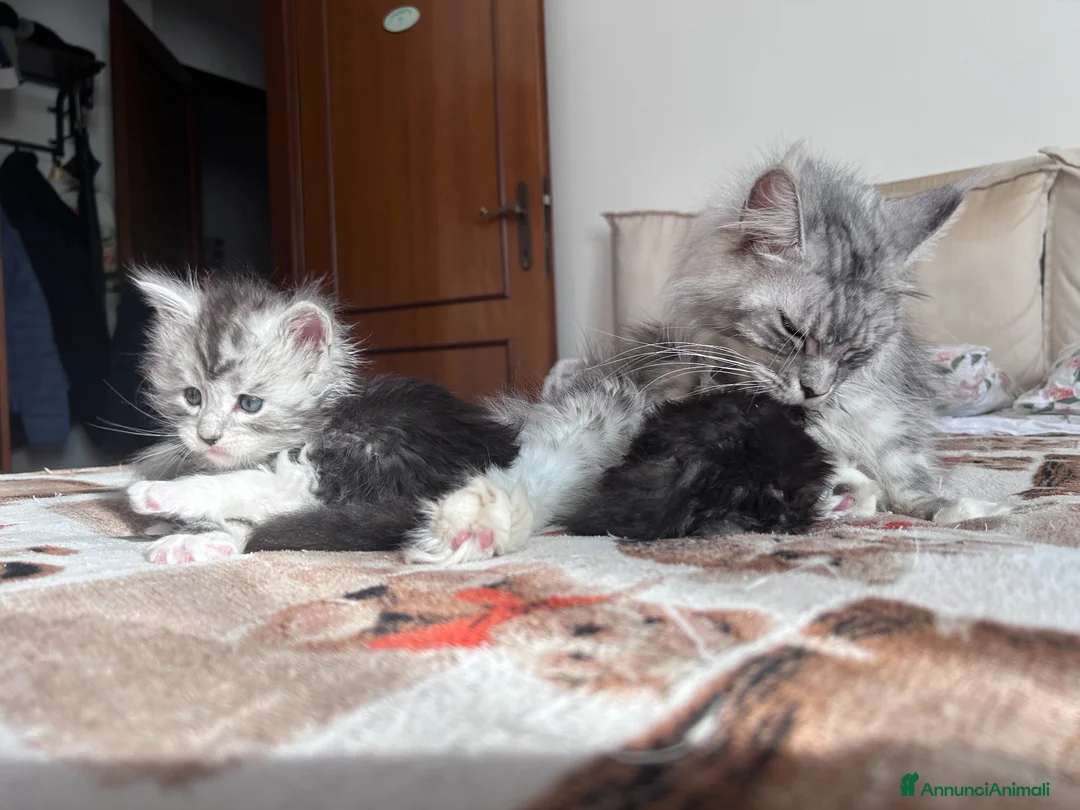 Maine Coon gatti in vendita: Maine Coon pedigree AGI - Annuncio 13