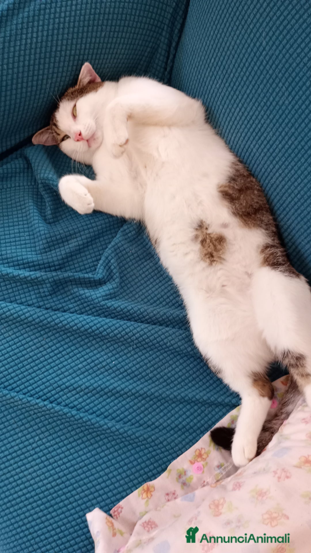 Europeo gatti in regalo: Teo, gatto di un' anno  - Annuncio 2