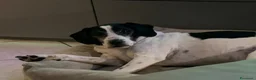 Meticcio cani in regalo: Ettore cerca casa (regalo) a Provincia di Bergamo - Annuncio 4