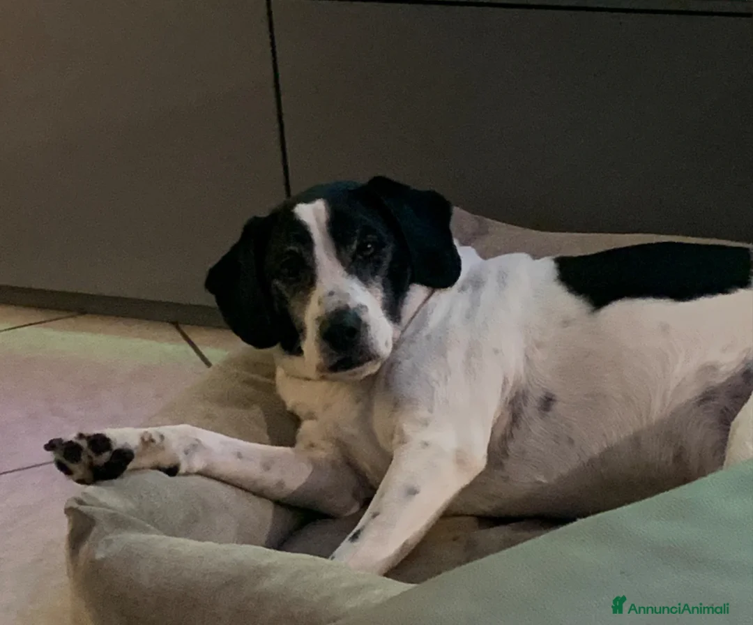 Meticcio cani in regalo: Ettore cerca casa (regalo) a Provincia di Bergamo - Annuncio 4
