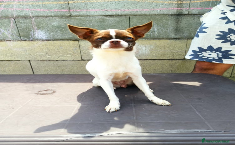 Chihuahua cani a Provincia di Pavia - Annuncio 14