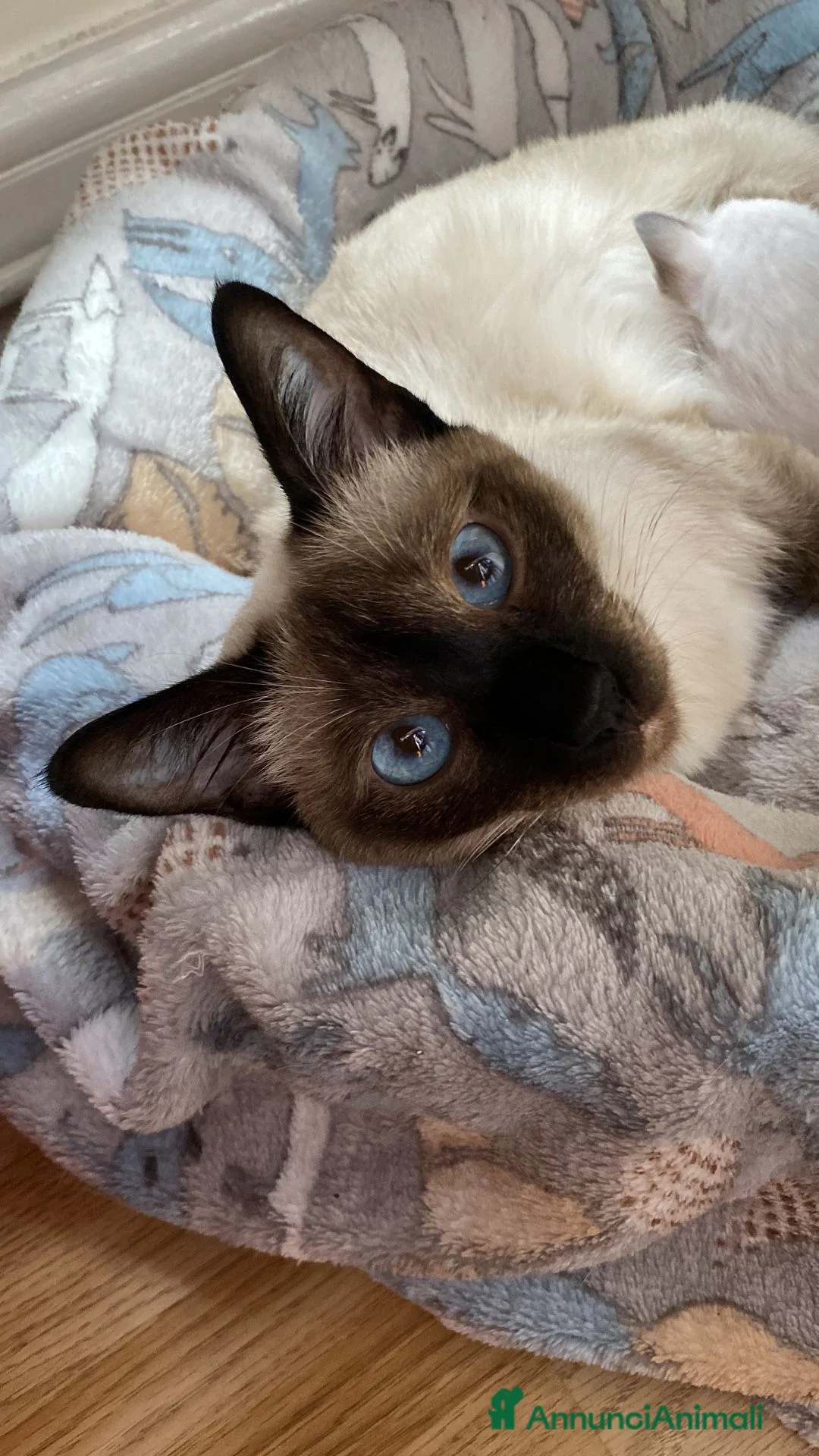 Thai gatti in vendita: Siamese tradizionale, Thai microchip Pedigree  - Annuncio 1