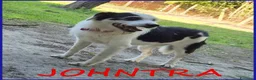 Meticcio cani in regalo: JOHNTRA SIMIL LAGOTTINO 4 ANNI - Annuncio 1