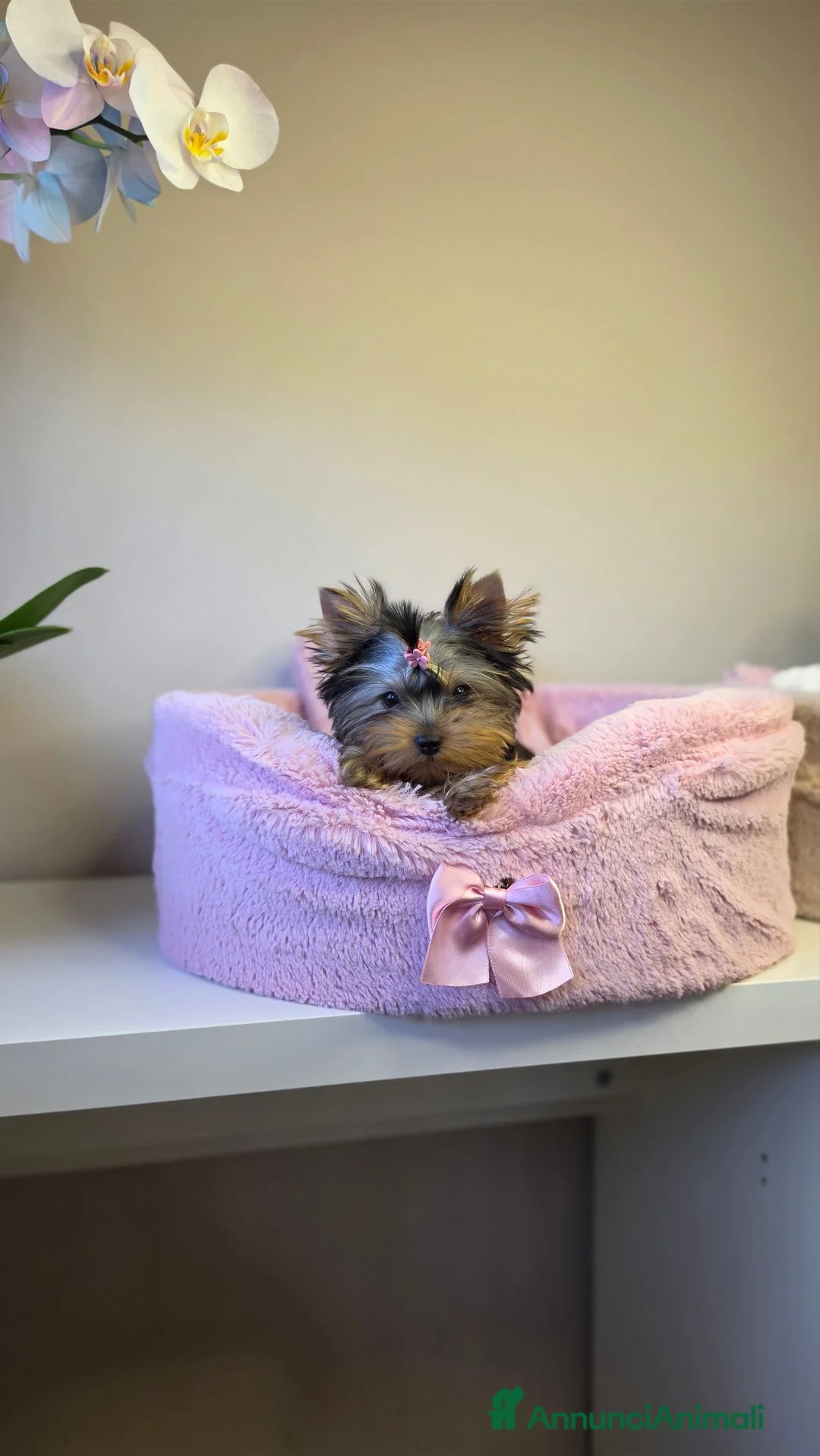 Yorkshire cani in vendita: Cuccioli di Yorkshire Terrier  - Annuncio 4