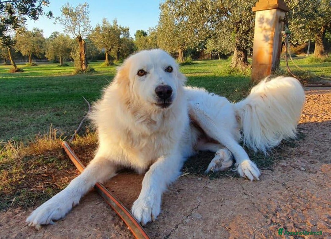 Pastore Maremmano cani in regalo: RINO, batuffolo tutto pelo e dolcezza - Immagine 12