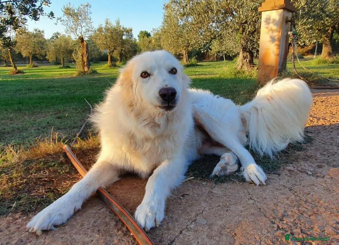 Pastore Maremmano cani in regalo: RINO, batuffolo tutto pelo e dolcezza - Annuncio 12