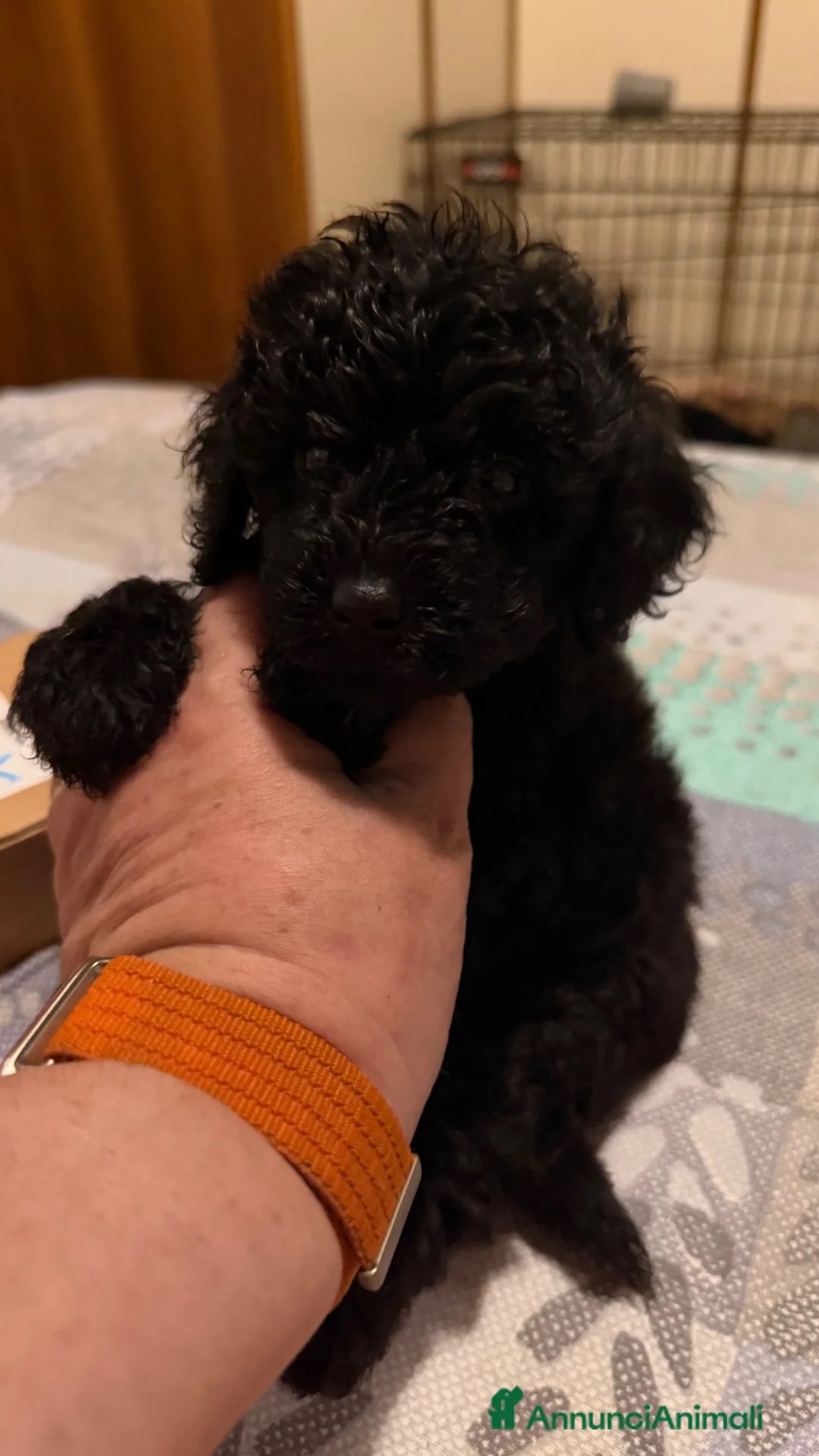 Barboncino Toy cani in vendita: Barboncino toy - Annuncio 11