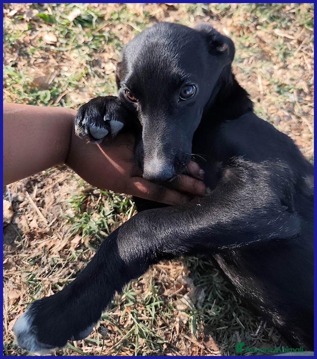 Meticcio cani in regalo: BRENDA, CUCCIOLA 5 MESI RECUPERATA SOTTO IL SOLE  - Annuncio 9