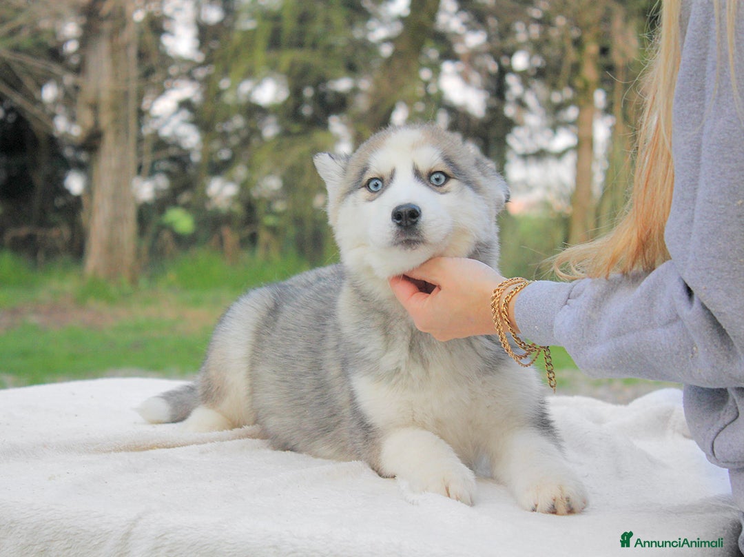 Husky cani in vendita: Cuccioli di Siberian Husky  a Provincia di Pavia - Immagine 5