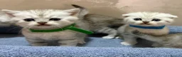 British gatti in vendita: Scottish fold sthrait  - Annuncio 6